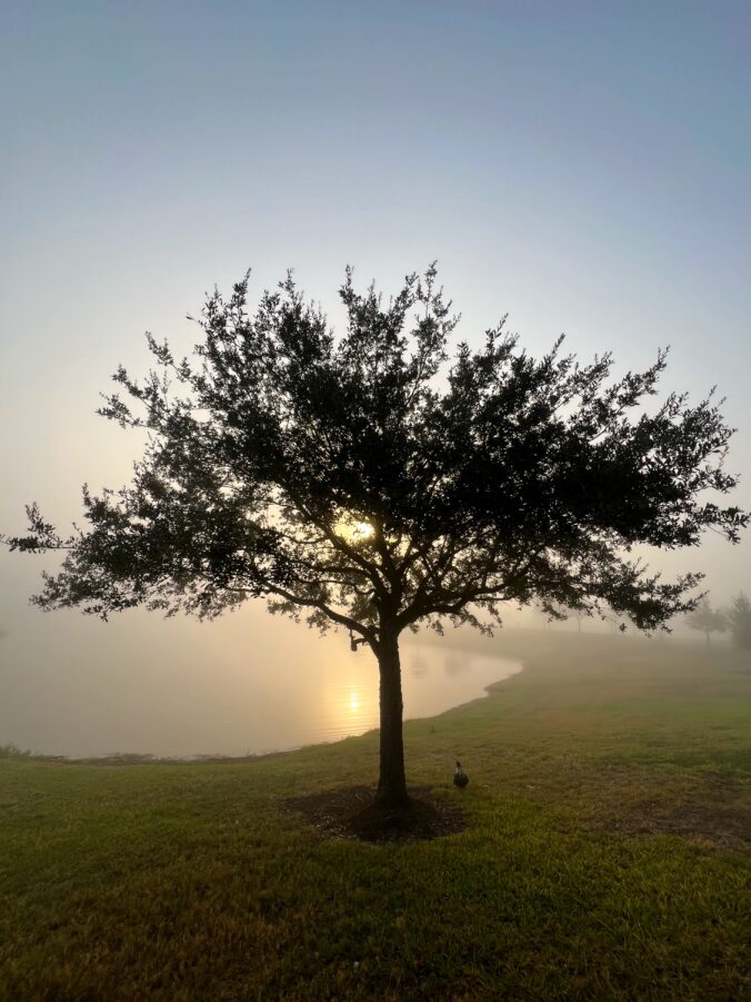 Image ©2024 Tom Haymes